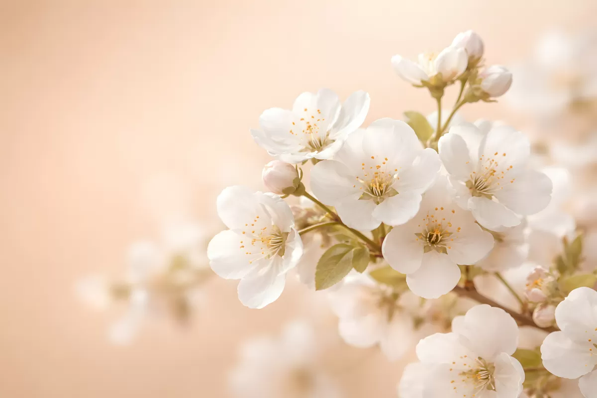 Zarte Kirschblüten im Frühlingslicht