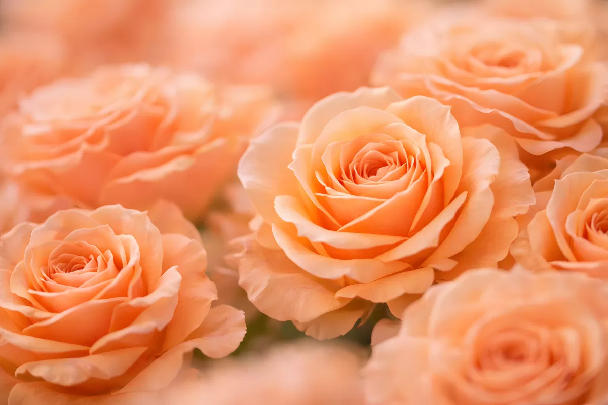 Zarte Pfirsichrosen in voller Blüte – Nahaufnahme