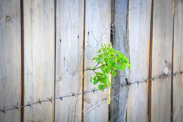 Zarte Pflanze und Stacheldraht