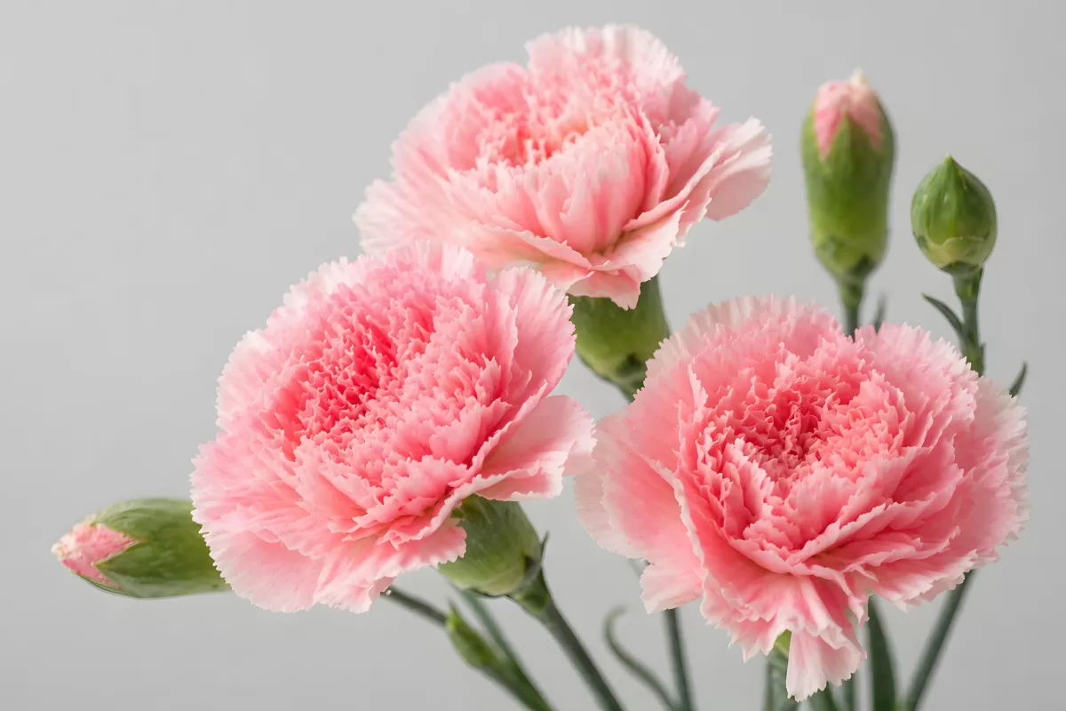 Zarte rosa Nelken mit Knospen vor hellem Hintergrund