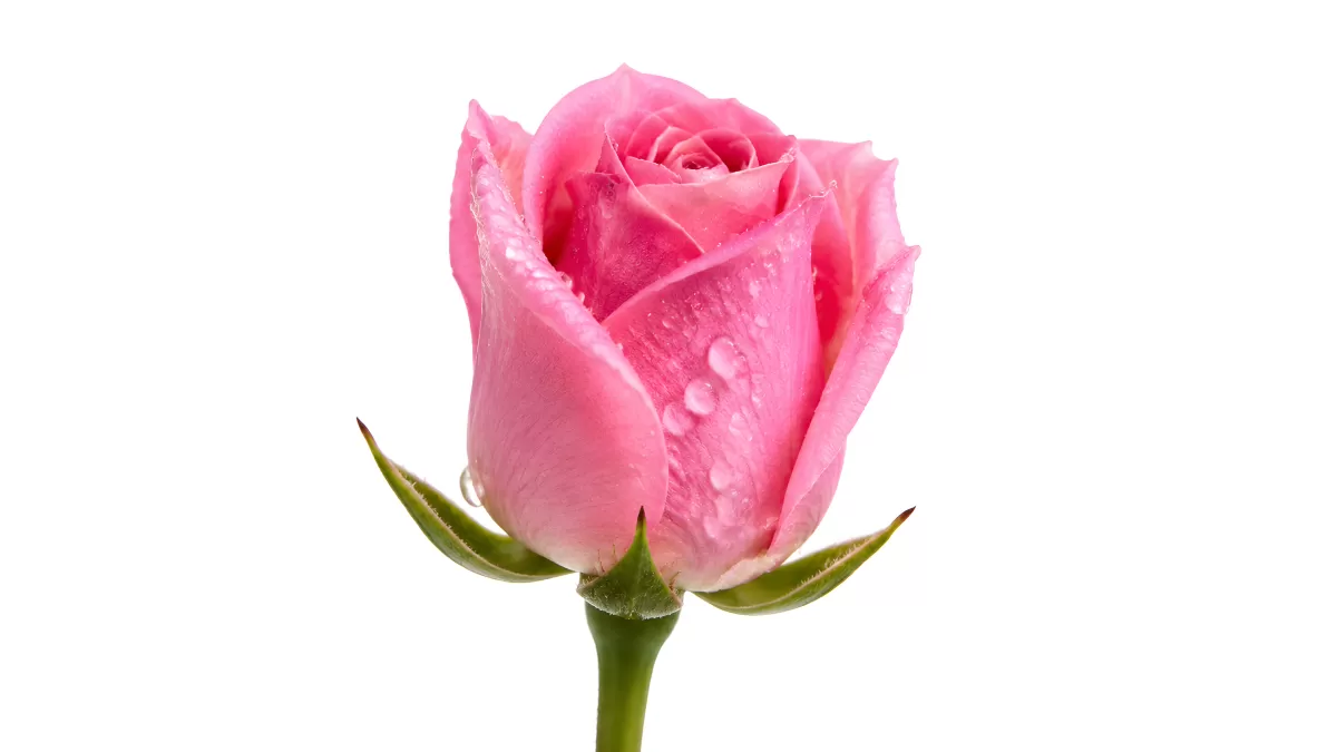 Zarte rosa Rose mit Wassertropfen auf weißem Hintergrund