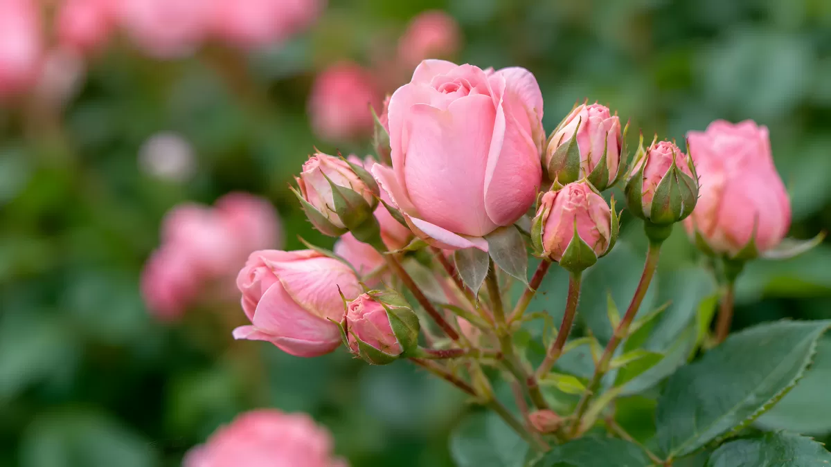 Zarte rosa Rosenknospen blühen im Garten