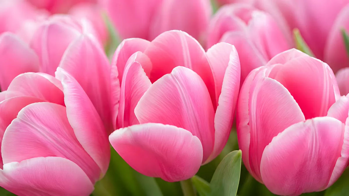 Zarte rosa Tulpen in voller Blüte – Nahaufnahme