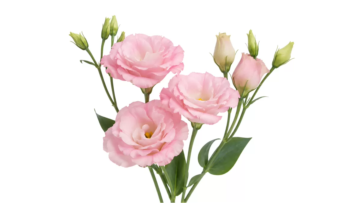 Zarte rosafarbene Lisianthus-Blüten mit Knospen
