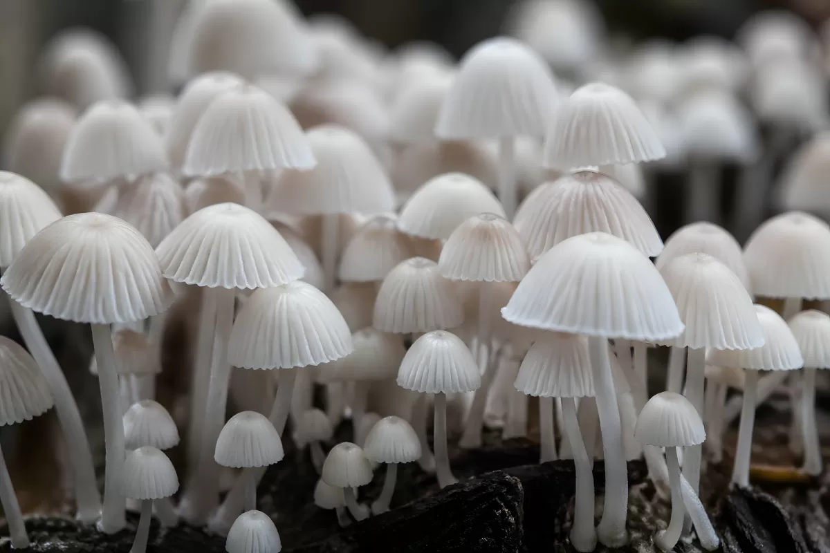 Zarte weiße Pilze wachsen dicht gedrängt auf Totholz