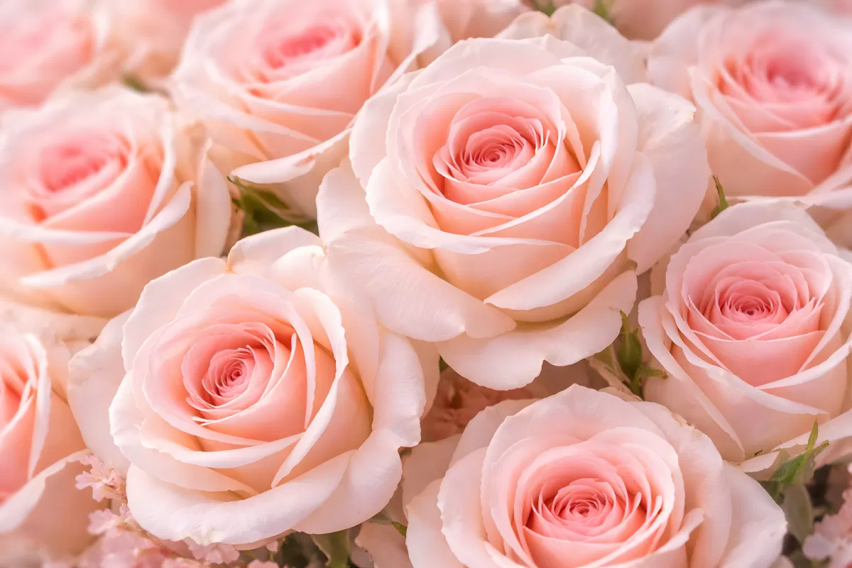 Zartrosa Rosen in voller Blüte – Nahaufnahme