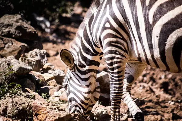 Zebra grabbing something in the floor
