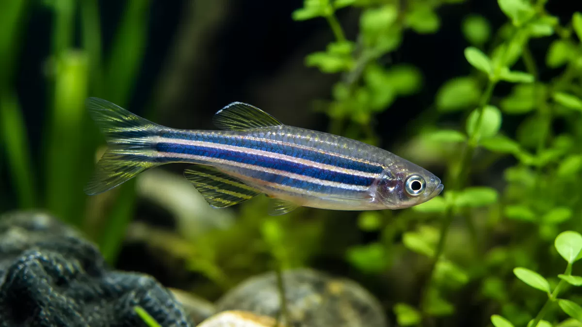 Zebrabärbling schwimmt zwischen Wasserpflanzen