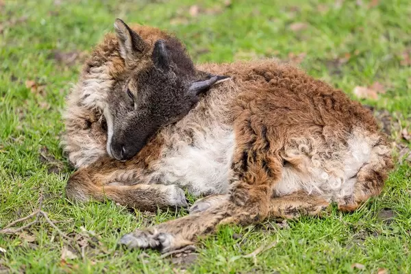 Zicklein döst im Gras