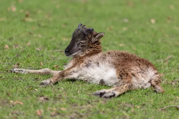 Zicklein im Lindenthaler Tierpark