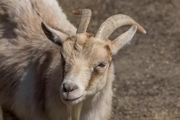 Ziege im Moskauer Zoo