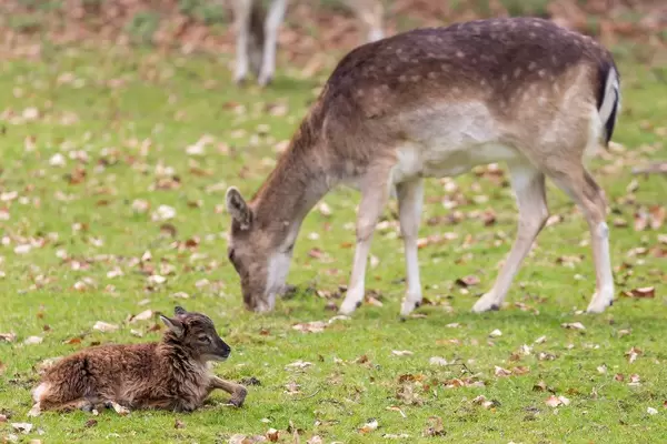 Ziegenlamm liegt auf dem Gras und ein Reh im Hintergrund
