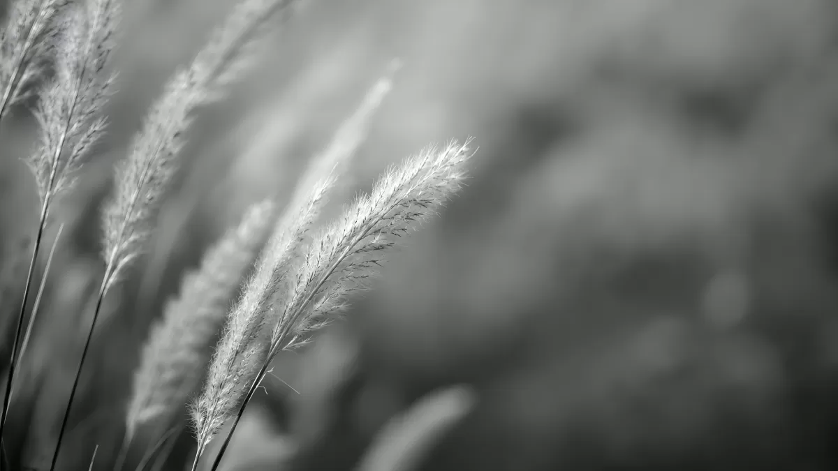 Ziergrashähne im Wind – stimmungsvolle Schwarzweißfotografie