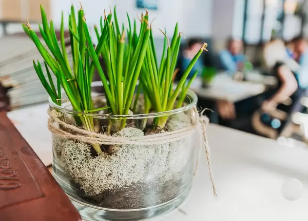 Zierpflanze in einem Restaurant. Innendekoration