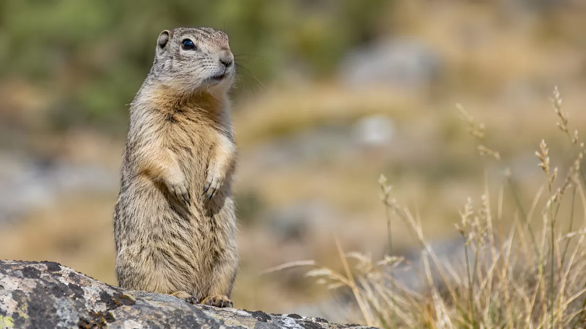 Ziesel steht aufrecht auf einem Felsen in der Wildnis