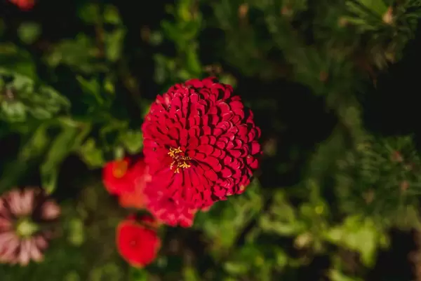 Zinnia elegans or Zinnia Benarys Giant Red  Zinnia Flower Top View Close Up