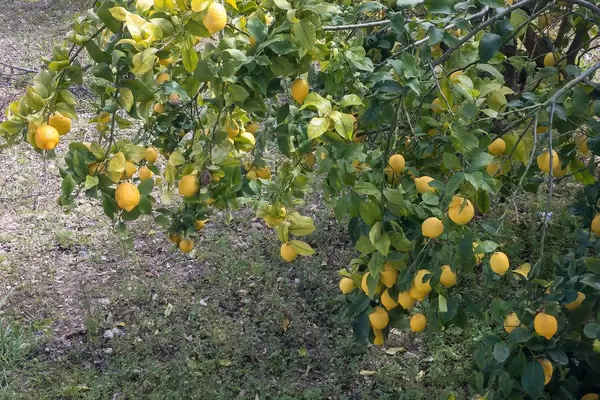 Zitronenbaum mit vielen reifen Zitronen