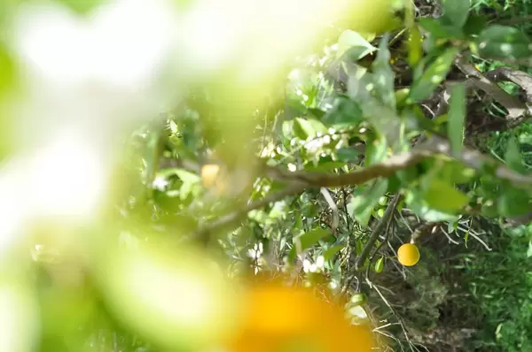 Zitronenbäume und eine reife Zitrone