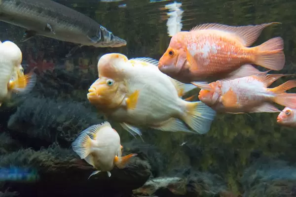 Zitronenbuntbarsch (Amphilophus citrinellus) im Shedd Aquarium