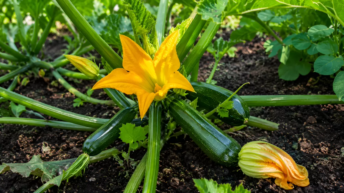 Zucchini-Pflanze mit gelber Blüte im Gemüsegarten