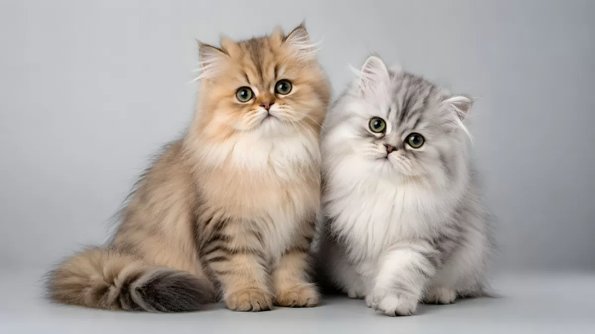 Zwei flauschige Perserkatzen sitzen nebeneinander