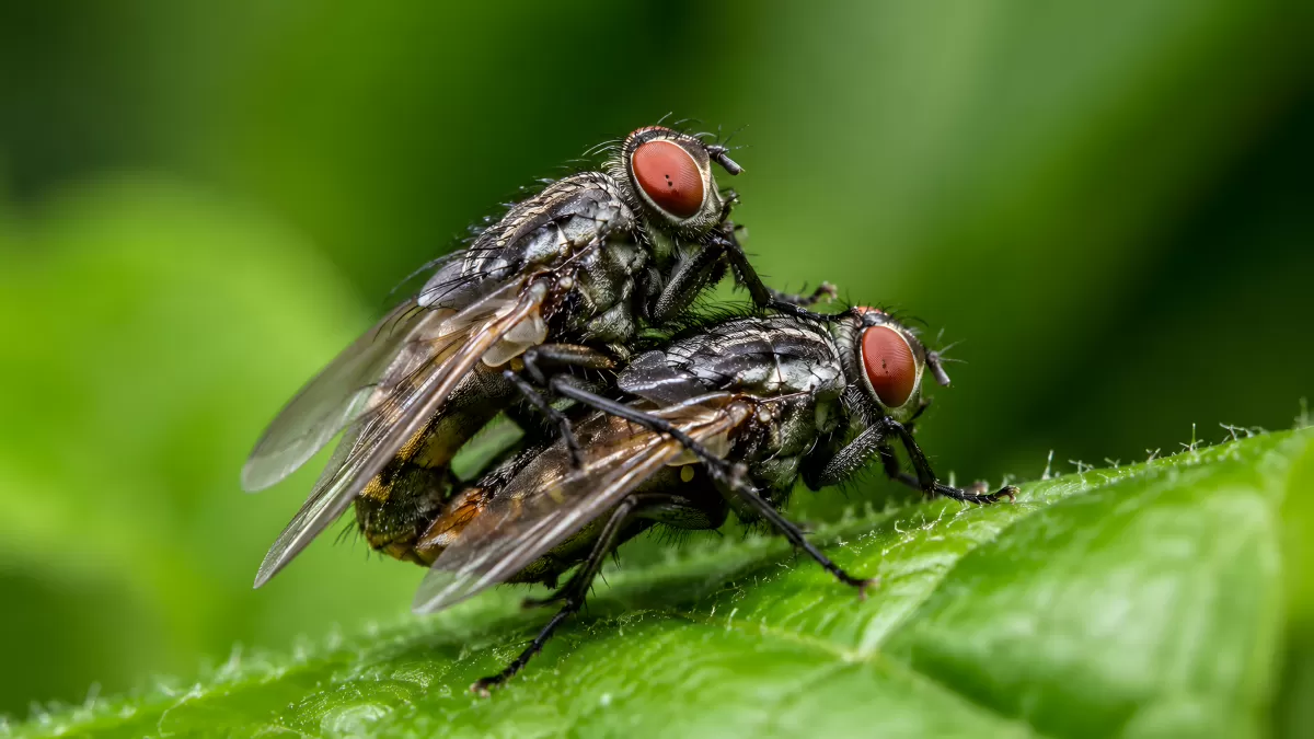 Zwei Fliegen bei der Paarung auf grünem Blatt