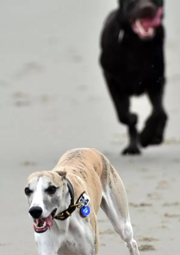 Zwei Hunde jagen sich