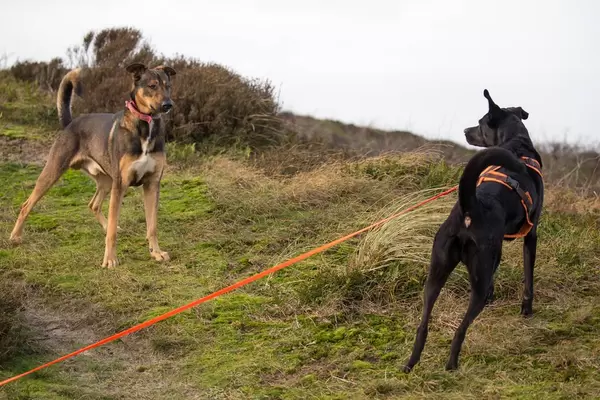 Zwei Hunde schauen sich gegenseitig an