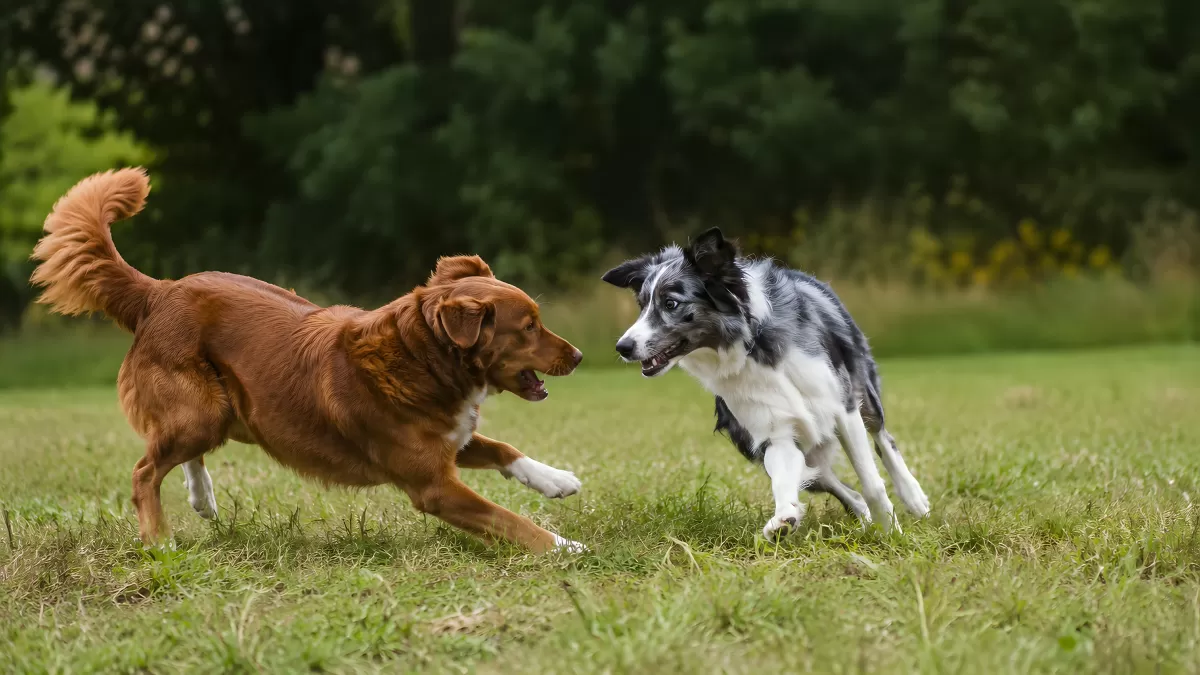 Zwei Hunde toben ausgelassen auf einer Wiese