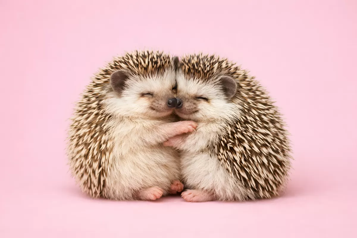 Zwei Igel kuscheln eng aneinander vor rosa Hintergrund