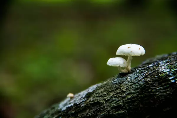 Zwei kleine weiße Pilze wachsen auf einem Baumstamm im Wald