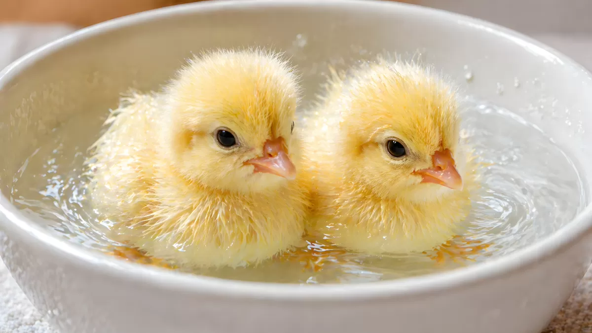 Zwei Küken sitzen zusammen in einer weißen Schüssel