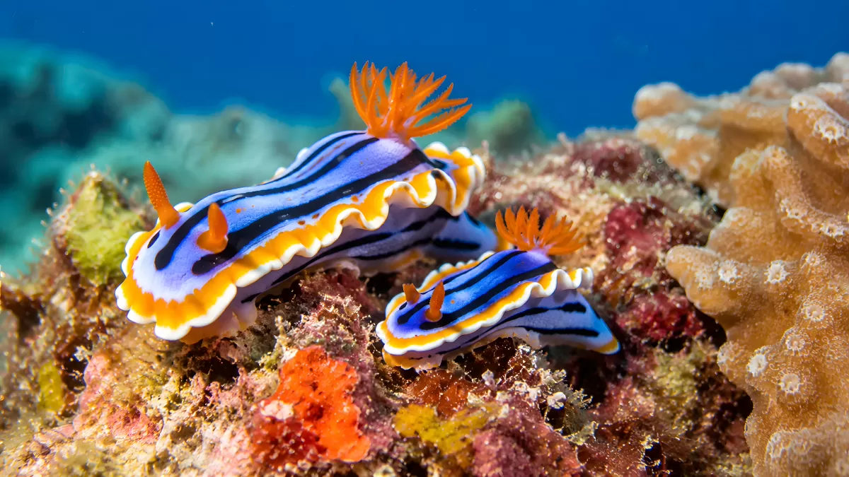 Zwei Nacktschnecken auf buntem Korallenriff im Meer