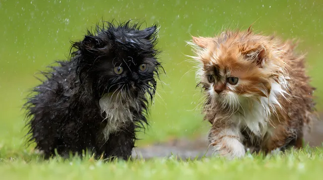 Zwei nasse Kätzchen im Regen