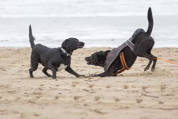 Zwei schwarze Labradore beim Herumtollen