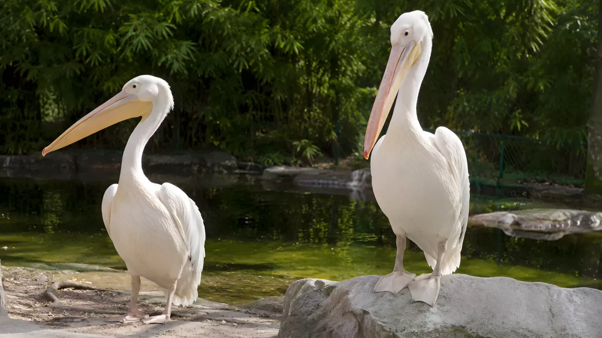 Zwei weiße Pelikane am Teich im Sonnenlicht