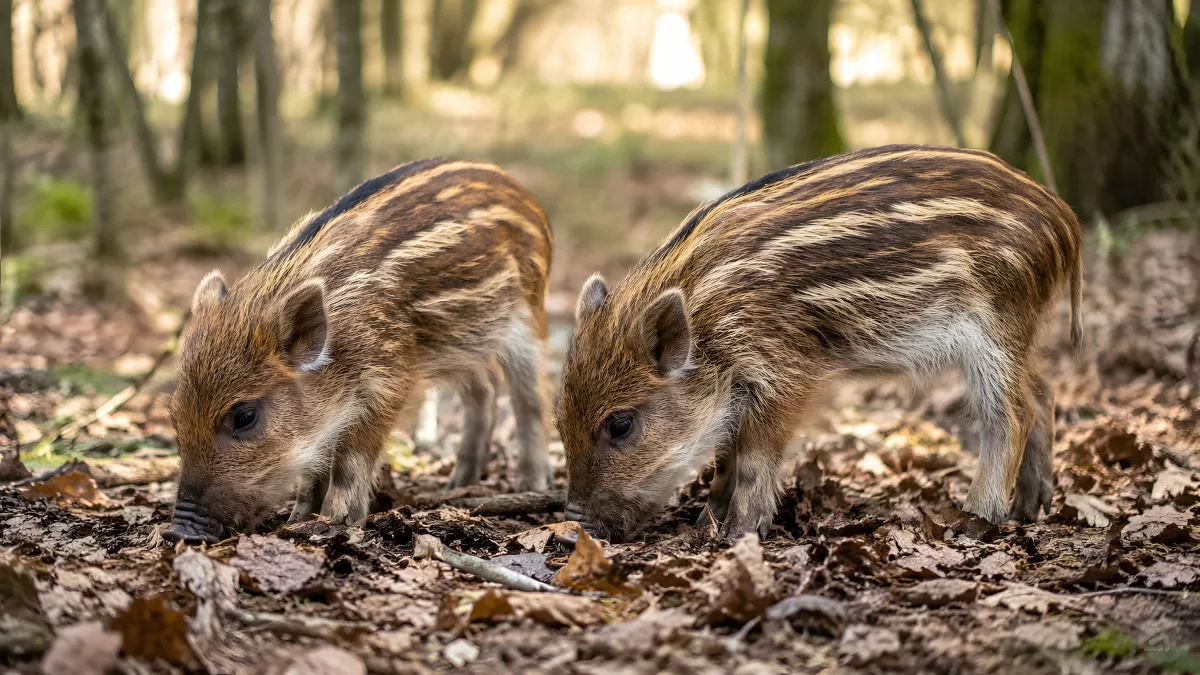 Zwei Wildschweinfrischlinge beim Wühlen im Wald