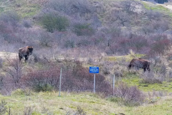 Zwei Wisente stehen zwischen Büschen in Zuid Kennemerland National Park, Niederlande