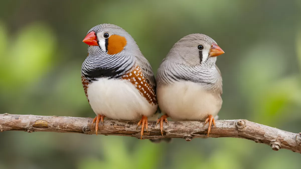 Zwei Zebrafinken sitzen eng auf einem Ast