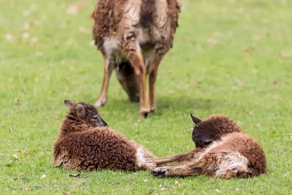 Zwei Zicklein dösen im Gras, Ziege im Hintergrund