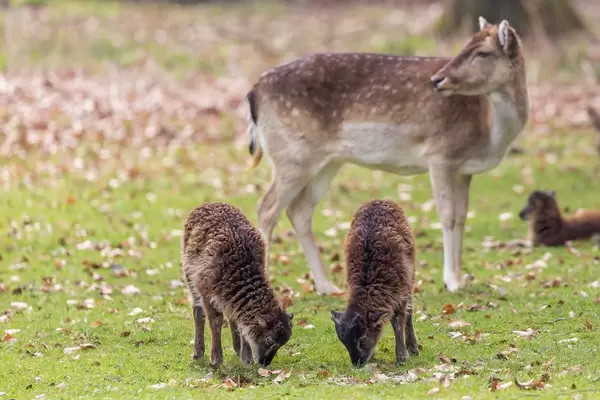 Zwei Zicklein und ein Reh im Hintergrund. Lindenthaler Tierpark