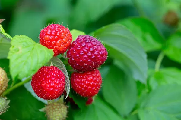 Zweig mit reifen Himbeeren und grünen Blättern am Himbeerstrauch im Garten