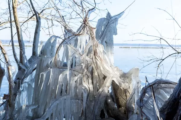 Zweige, Äste und Lianen bedeckt mit einer dicken Eisschicht
