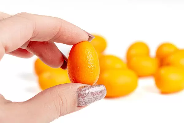 Zwergorange ind der Nahaufnahme: Kumquat in einer Frauenhand