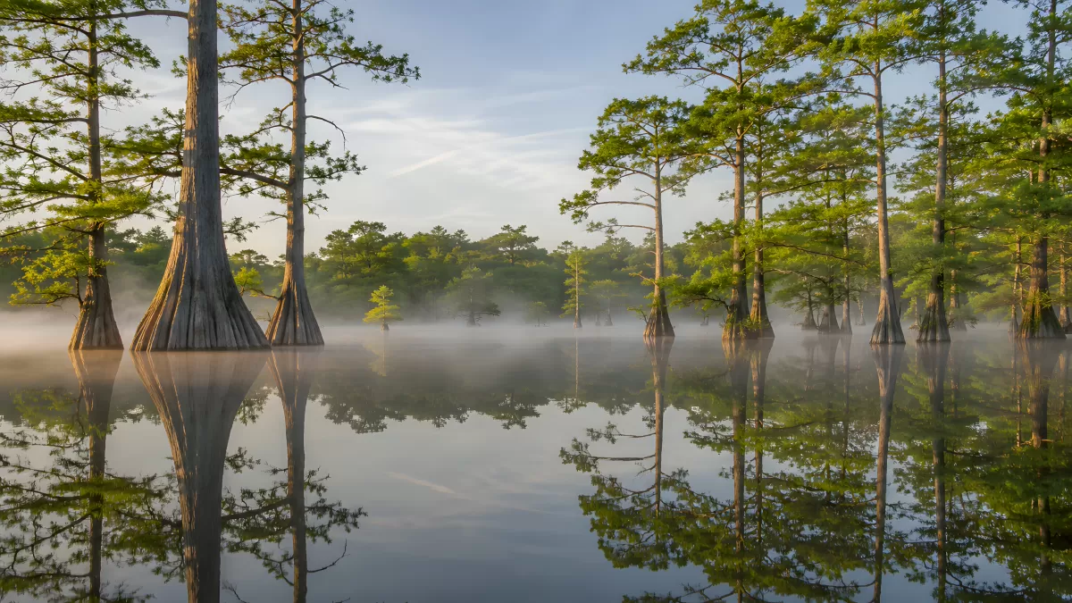 Zypressensumpf im Morgennebel mit Wasserreflexion