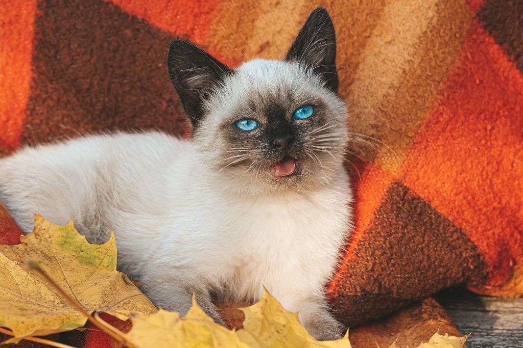 A beautiful blue eyed young cat lies on a red plaid and autumn maple leaves (Flip 2019)