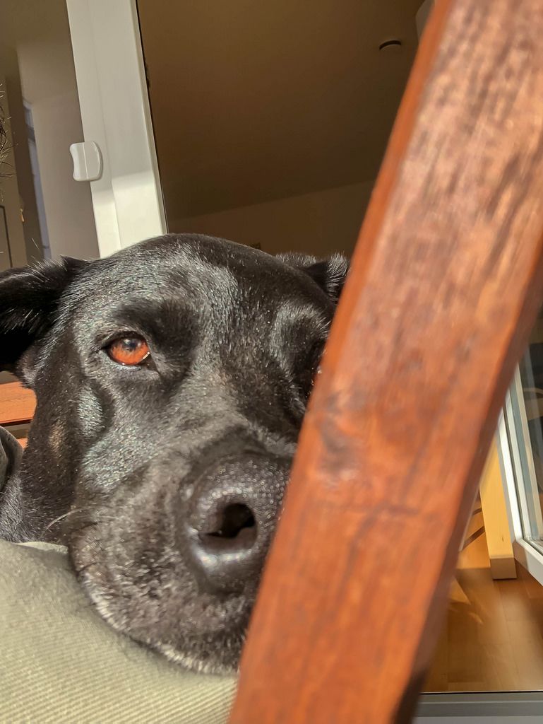 A black labrador resting its head on a chair looking into the camera