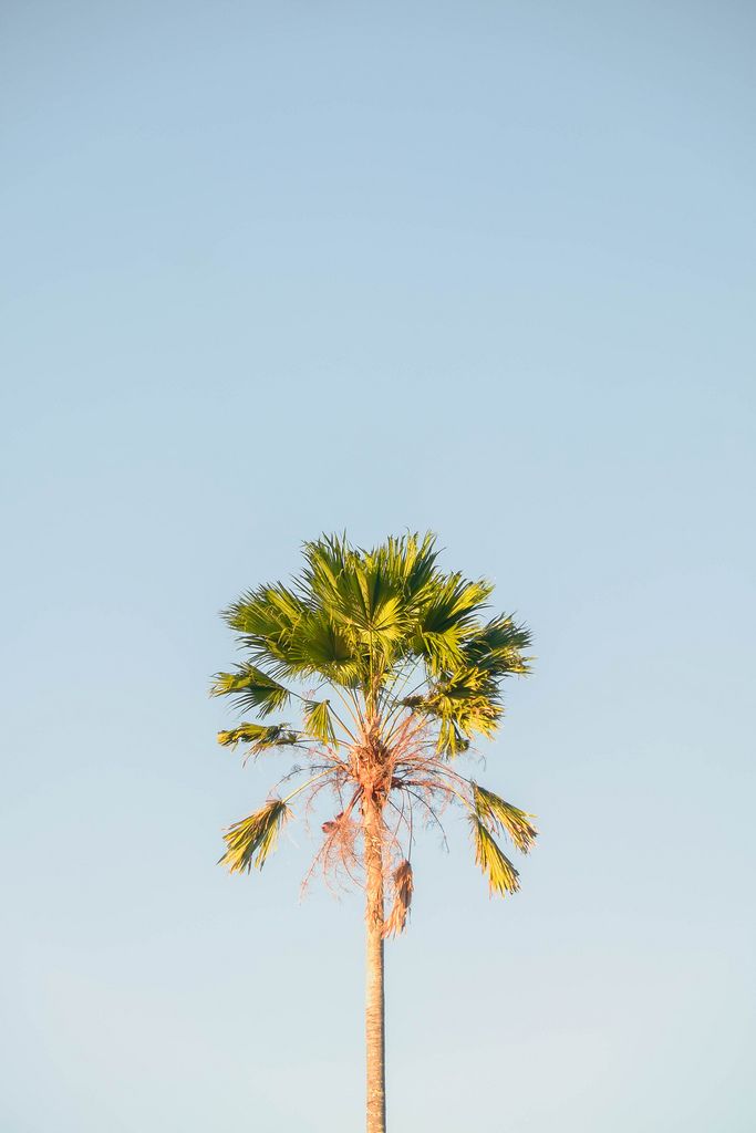 A palm tree with the light sky blue background