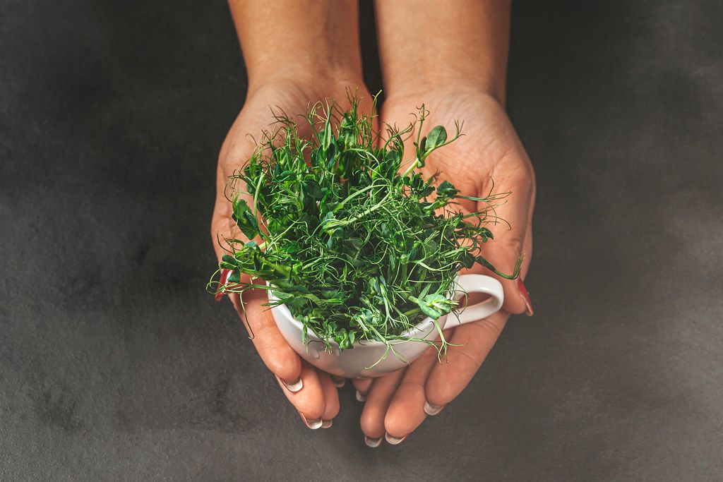 A woman holds a Cup with fresh pea sprouts on a dark background (Flip 2019)