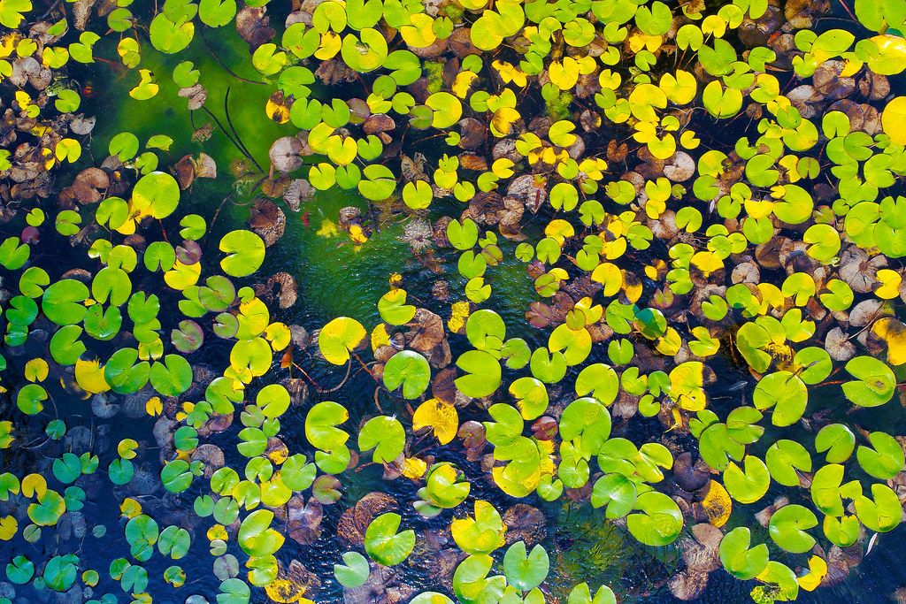 Aerial view of water lilies seen from drone, autumn (Flip 2019)